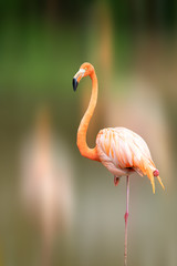 Flamingo outdoor shot in any zoo at Nakhon Ratchasima Thailand.