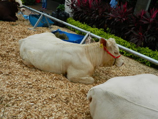 Paisaje naturaleza parque botes y animales