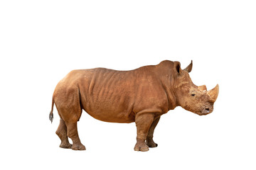 Obraz premium Rhino isolated on white background with clipping path.