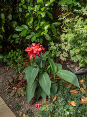 OLYMPUS DIGITAL CAMERA - GARDEN