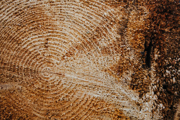 Tree trunk with annual rings