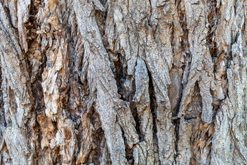 Closeup Tree Bark Texture For Background or Overlay