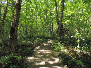 Fototapeta premium Sun Dappled Path