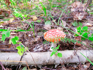 red mushroom in the forest