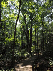 Obraz premium Shady Wood