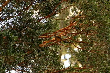 ramas de arbol de arrayan