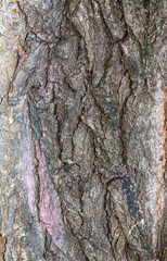 Closeup Tree Bark Texture For Background or Overlay