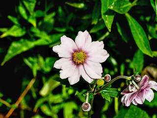 OLYMPUS DIGITAL CAMERA - GARDEN