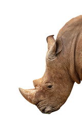 Obraz premium Rhino isolated on white background with clipping path.