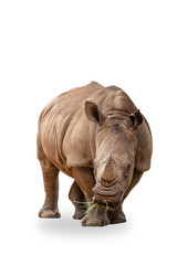 Obraz premium Rhino isolated on white background with clipping path.