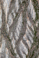 Closeup Tree Bark Texture For Background or Overlay