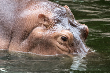 Hippopotamus amphibius swimming in water and looking for food.