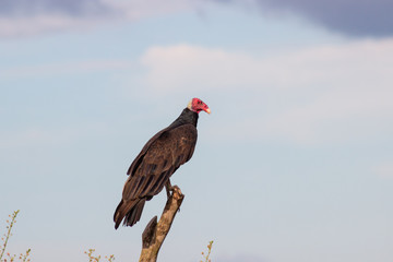 urubu-de-cabeça-vermelha - Cathartes aura