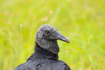 urubu-de-cabe&ccedil;a-preta