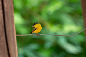 ferreirinho-rel&oacute;gio