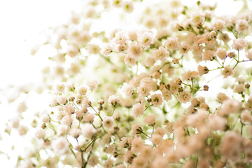 Winter Day Pink Blooms Flowers