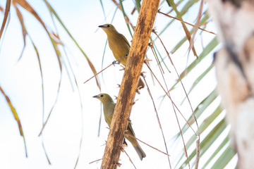 sanha&ccedil;u-do-coqueiro