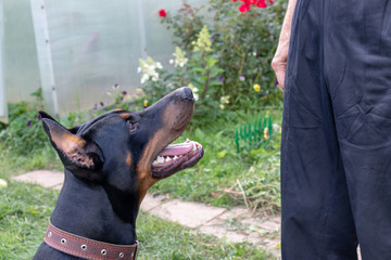 Big black and tan cropped doberman pinscher with cut ears sitting near its owner and executing the...