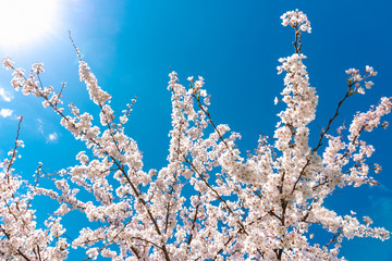 Blossom sakura tree with blue sky background on a sunny day.
