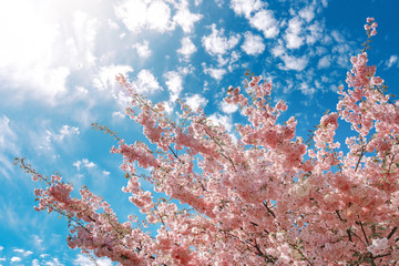 Blossom sakura tree with blue sky background on a sunny day.