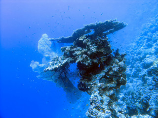 Coral reefs in the Red Sea, Egypt