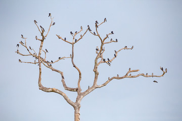 andorinha-doméstica-grande