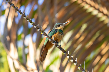 ariramba-de-cauda-ruiva
