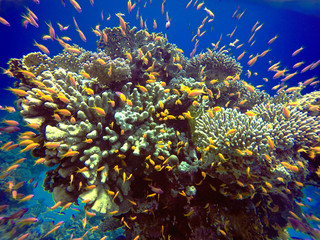 Coral reefs in the Red Sea, Egypt