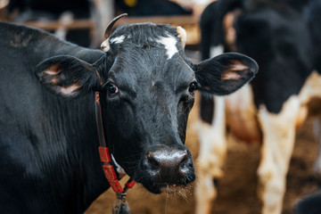 Dairy cows in modern automated milk farm.