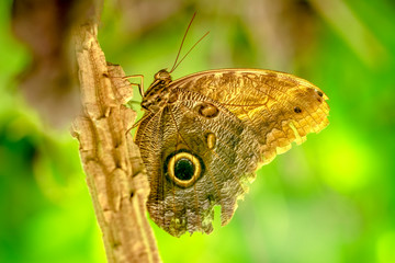 Closeup beautiful butterfly in a summer garden