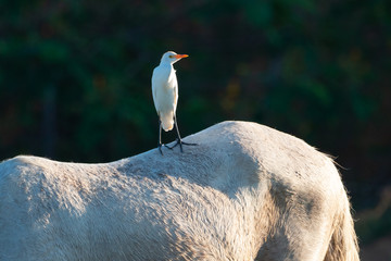 gar&ccedil;a-vaqueira