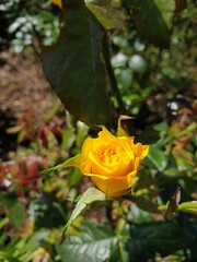 yellow rose in garden