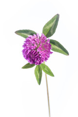 Isolated Flowering Red Clover 