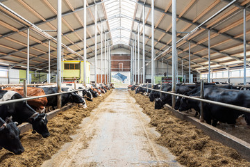 Dairy cows in modern automated milk farm with a walking path in the middle.