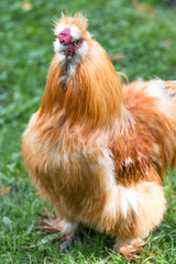 Dwarf-silky Chicken (Zwerg-Seidenhuhn, Zwergseidenhuhn)
