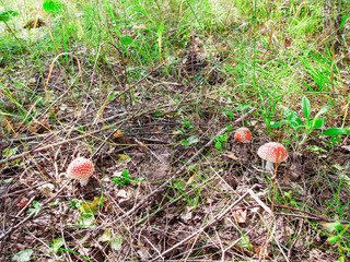 four flyman mushrooms in the grass 2