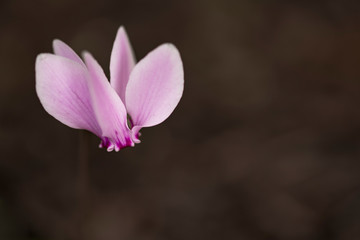 Close up pink Cyclamen hederifolium flower. Primulaceae.. Dark background, copy space