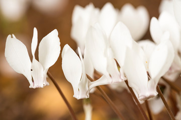 Close up white Cyclamen hederifolium flowers, brown background