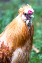 Dwarf-silky Chicken (Zwerg-Seidenhuhn, Zwergseidenhuhn)