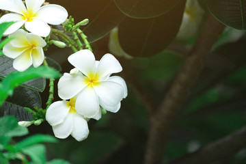 Obraz na płótnie Canvas Beautiful plumeria flower in the garden.