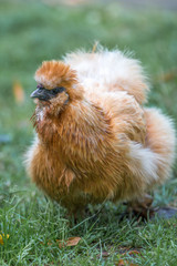 Dwarf-silky Chicken (Zwerg-Seidenhuhn, Zwergseidenhuhn)