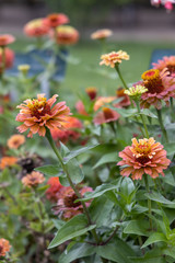 flowers in the garden