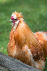 Dwarf-silky Chicken (Zwerg-Seidenhuhn, Zwergseidenhuhn)