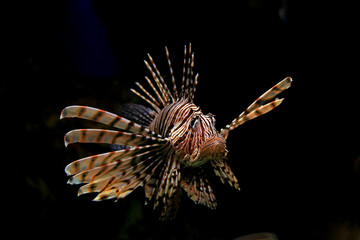Fototapeta na wymiar Lionfish in aquarium, Barcelona, Spain
