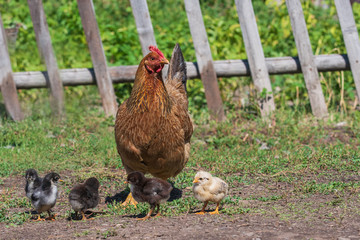 Chicken with chicks on the green grass