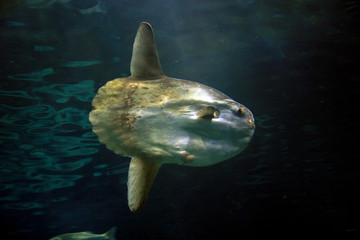 Ocean sunfish, Mola Mola, Aquarium, Barcelona, Spain