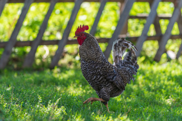 Cock on the green grass