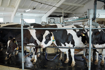 Medium group of milk cows standing in row in large stall or stable