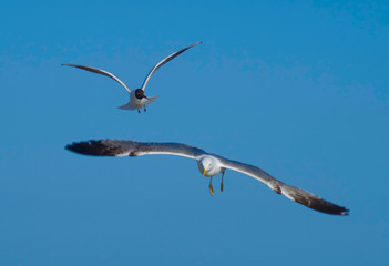 seagull in flight