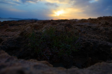 Flowers on the rocks - Ibiza beach. Sunset.